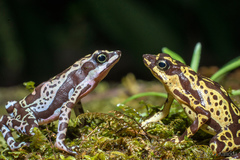 Atelopus hoogmoedi