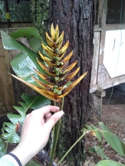Heliconia librata