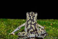 Atelopus hoogmoedi