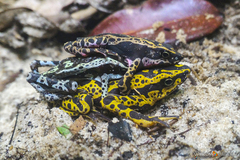 Atelopus hoogmoedi