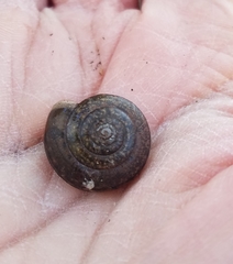 Helminthoglypta diabloensis