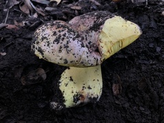 Butyriboletus querciregius