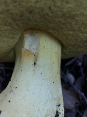 Butyriboletus querciregius