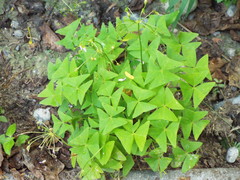Oxalis intermedia