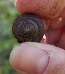 Helminthoglypta diabloensis