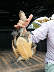 Chelodina rugosa