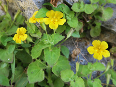 Erythranthe jungermannioides