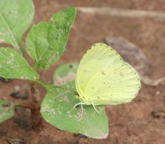 Eurema hecabe solifera