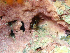 Parablennius laticlavius