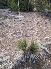 Yucca glauca glauca
