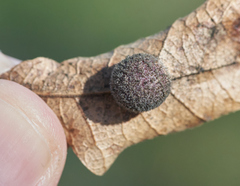 Cynips multipunctata