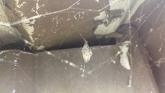Zosis geniculata