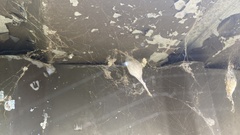 Zosis geniculata