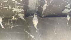 Zosis geniculata