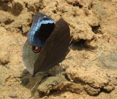 Junonia artaxia