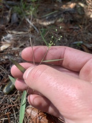 Dichanthelium patulum