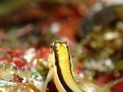 Parablennius laticlavius