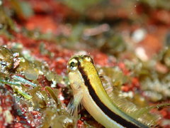 Parablennius laticlavius