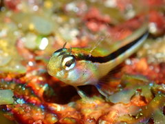 Parablennius laticlavius