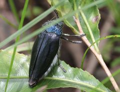 Sternocera orissa variabilis