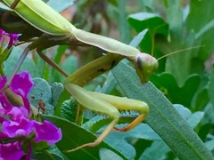 Mantis religiosa