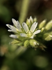 Cerastium glomeratum