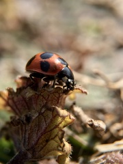 Coccinella septempunctata