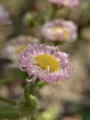 Erigeron philadelphicus