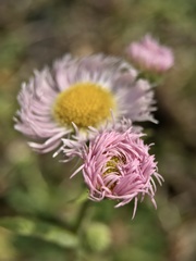 Erigeron philadelphicus