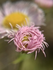 Erigeron philadelphicus