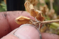 Aciphylla dieffenbachii