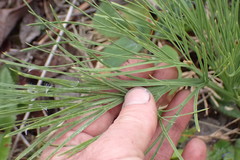 Aciphylla dieffenbachii