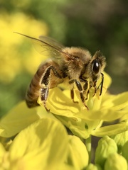 Apis mellifera