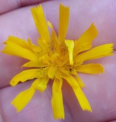 Hieracium lepidulum