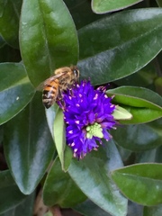 Apis mellifera