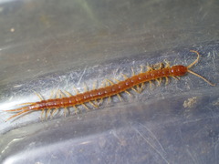 Scolopocryptops gracilis