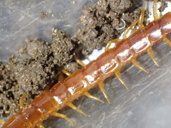 Scolopocryptops gracilis