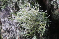 Sphaerophorus venerabilis