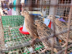 Coturnix