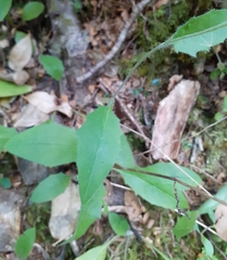 Hieracium lepidulum
