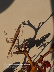 Tenodera australasiae