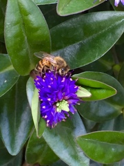Apis mellifera