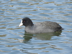 Fulica atra