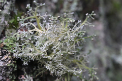 Sphaerophorus venerabilis