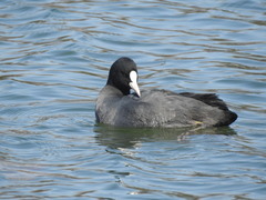 Fulica atra
