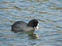 Fulica atra
