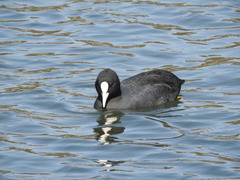 Fulica atra