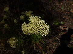 Cassinia complanata