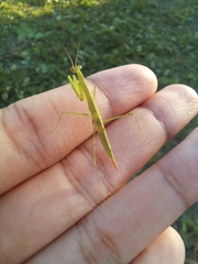 Eumusonia