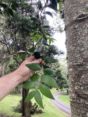 Araucariaceae